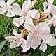 Nerium oleander 'White Pink'